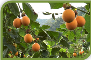Granadilla