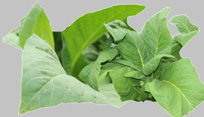 tabaco seguro de cosecha