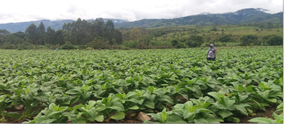 Asistencia tecnica 2019